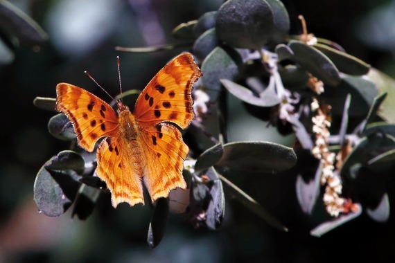 Cuyamaca Rancho SP_satyr comma