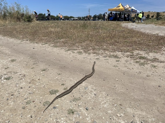 Wilder Ranch State Park Garter Snake 