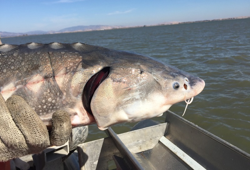 A close-up photo of the head of a white sturgeon being held aboard a boat.