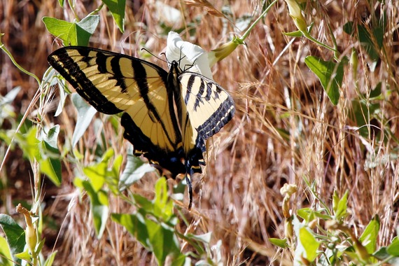 Cuyamaca Rancho SP_pale swallowtail butterfly