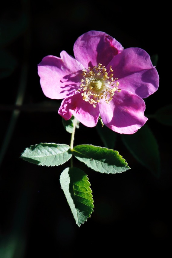 Cuyamaca Rancho SP_wild rose
