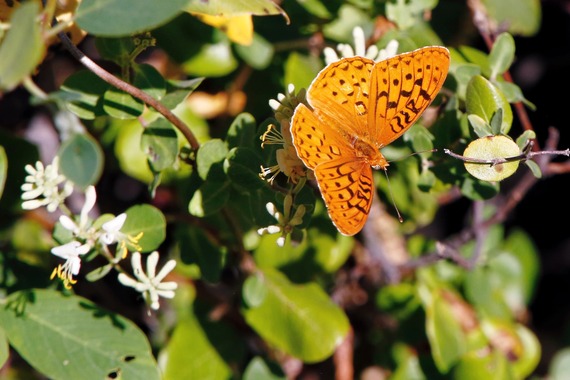 Cuyamaca Rancho_coronis fritillary feeding on honeysuckle flower