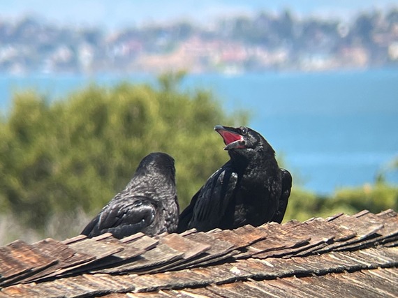 Angel Island SP raven