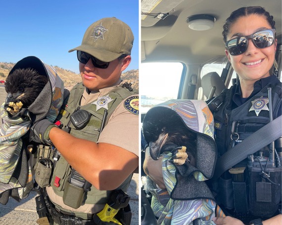 Millerton Lake SRA Bald Eagle Rescue