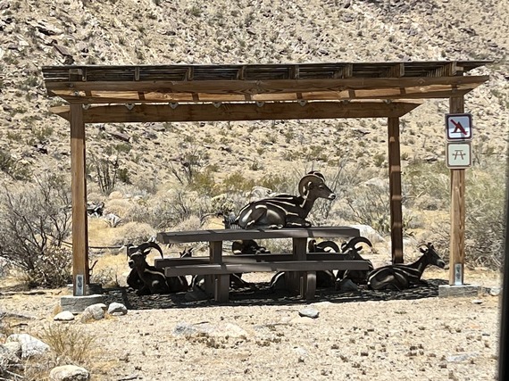 Anza-Borrego Desert State Park Bighorn Sheep Resting in Shade