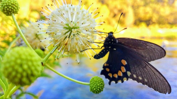 South Yuba River SP_pipevine swallowtail butterfly