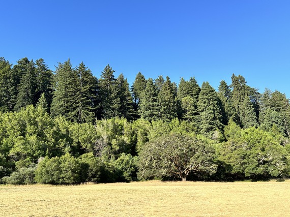 Hendy Woods SP_Morning sun on Hendy Grove