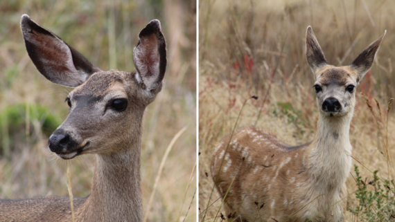 Point Lobos SNR_deer collage