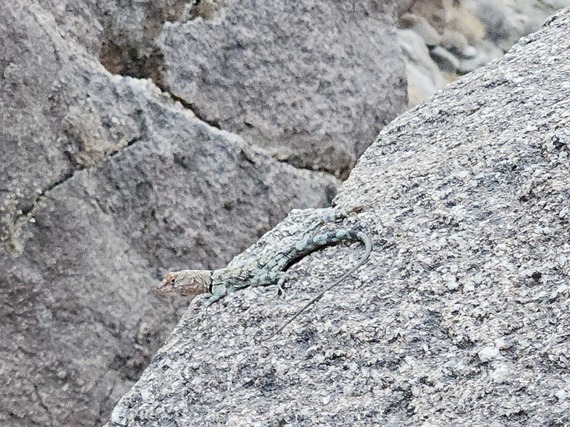 Anza-Borrego Desert State Park Banded Lizard