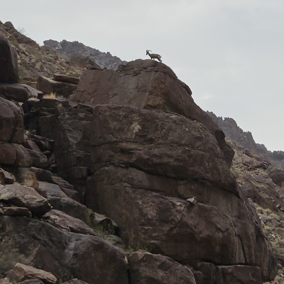 Anza borrego desert state park bighorn sheep