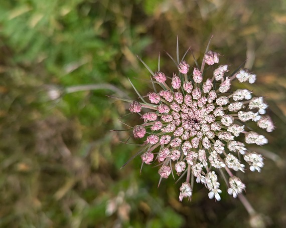 Sue-meg state park queen anne's lace flower