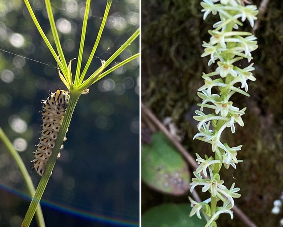 anise swallowtail catapillar flowere olompali state historic park wildflowers hikie