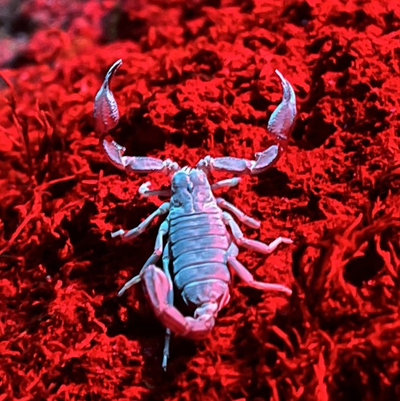 castle crags state park western forest scorpion at night