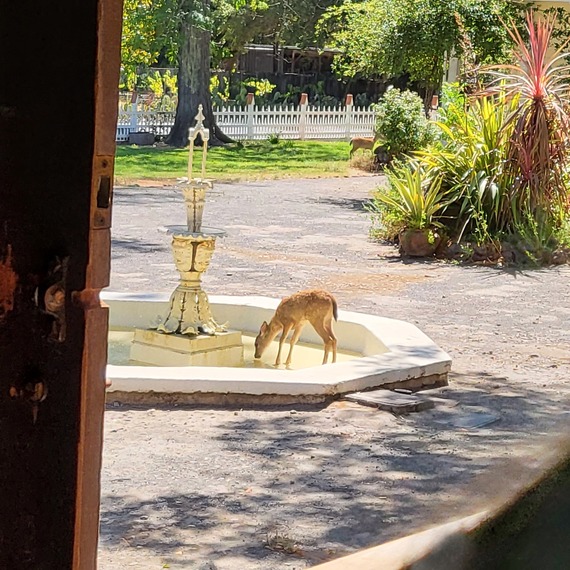 young deer at Sonoma SHP