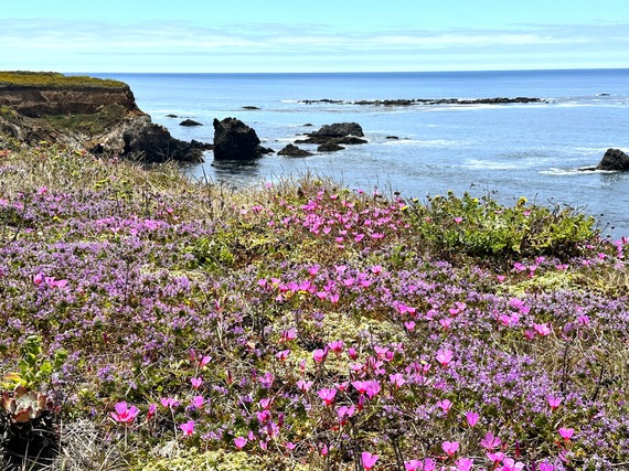 Hearst San Simeon SP - FLowers 