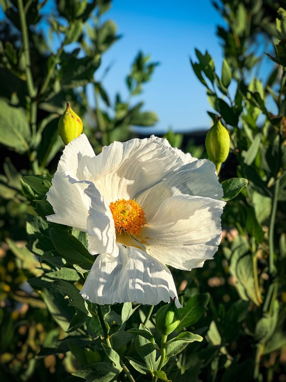 Matilija Poppy glowing during the golden hour at La Purisima Mission State Historic Park.