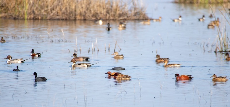 A variety of duck species at rest on the water at the Yolo Bypass Wildlife Area