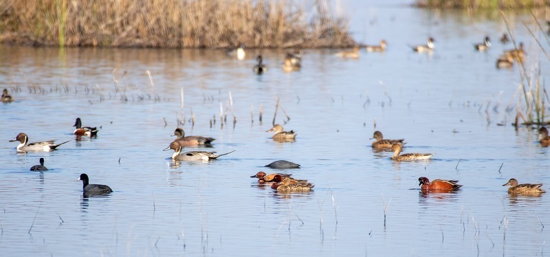 Wild ducks swimming at a wildlife area