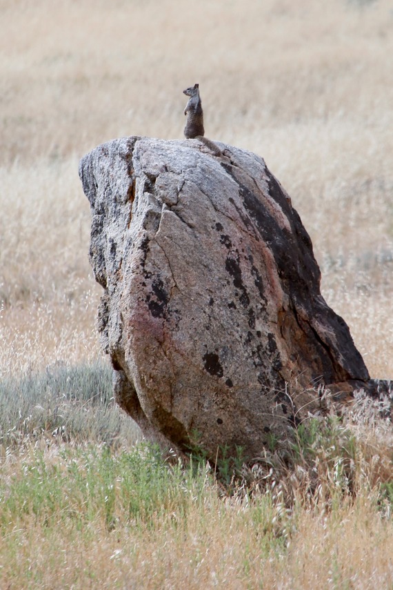 Cuyamaca Rancho SP_Ground squirrel