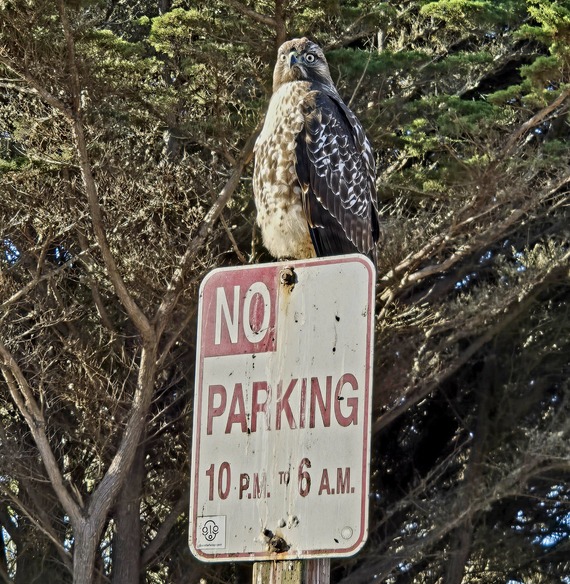 red tailed hawk leffingwell landing hearst san simeon state park