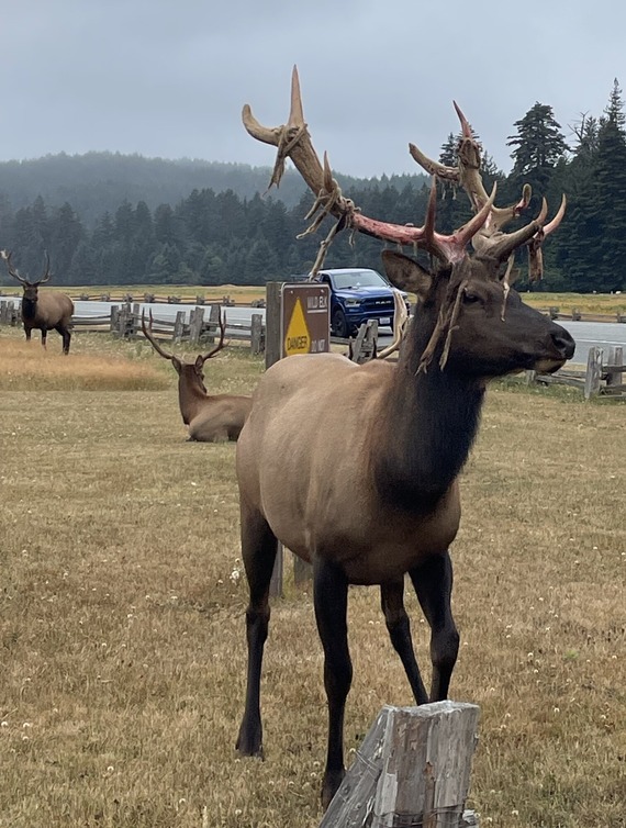 roosevelt elk velvet prairie creek redwoods state park