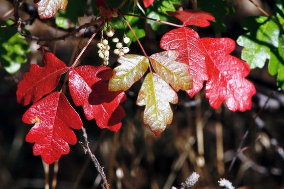 poison oak palomar mountain state park 