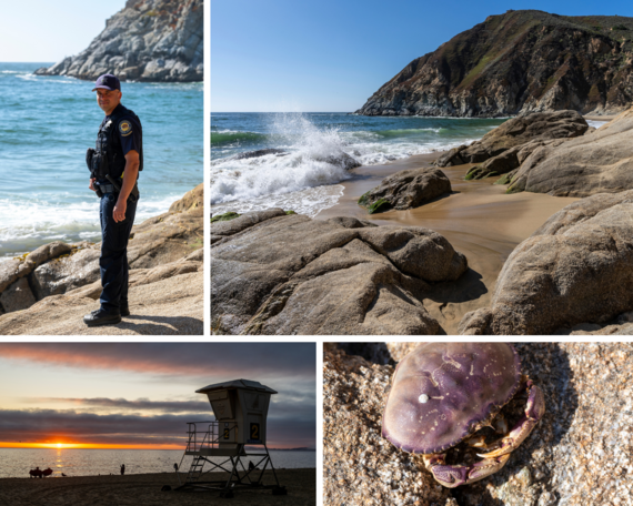 Half Moon SB gray whale cove