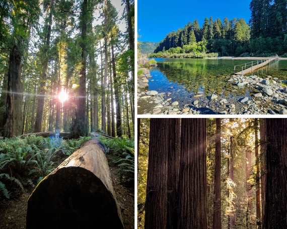 Redwoods National State Park Trees and Smith Bridge