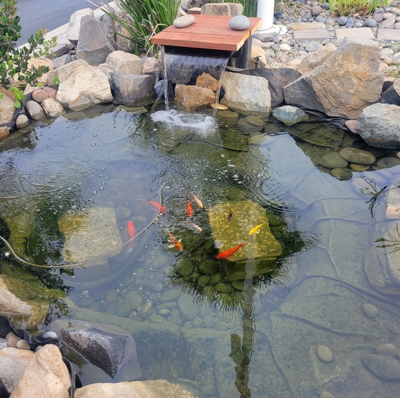 kiosk pond south carlsbad state beach