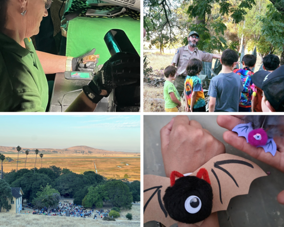 bat night at Olompali SHP