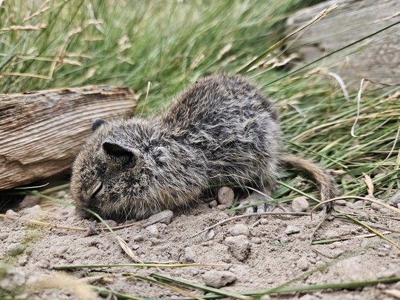 bodie SHP squirrel