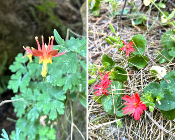 Castle Crags SP_Crimson Columbine and California Indian pink