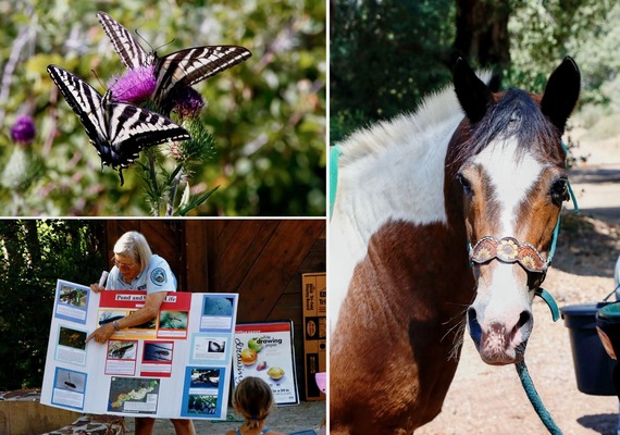 Cuyamaca Collage
