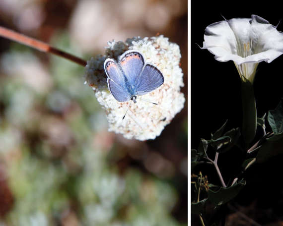 Cuyamaca Rancho SP (collage)