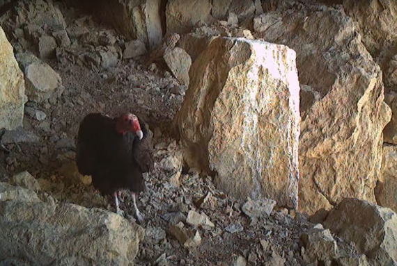 Providence Mountains  SRA turkey vulture