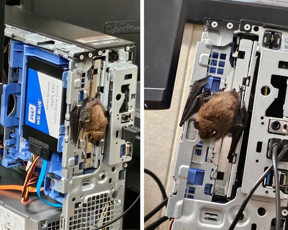 little brown bat myotis lucifugus Hearst San Simeon State Historic Monument