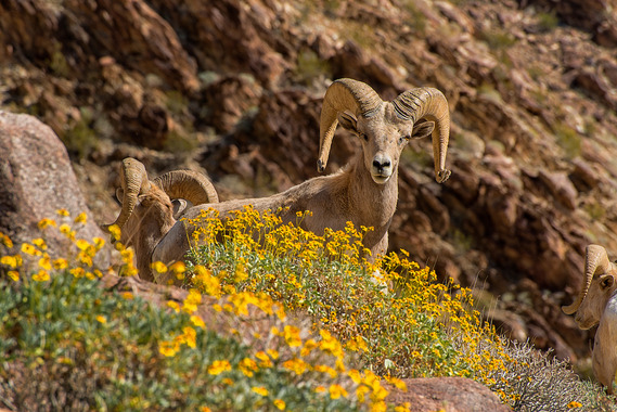 Bighorn sheep