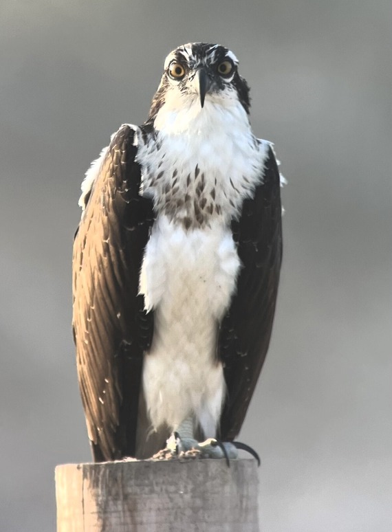 An osprey taking a break from fishing.