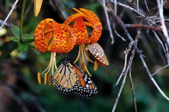 Cuyamaca Rancho SP (monarch butterfly on flower)
