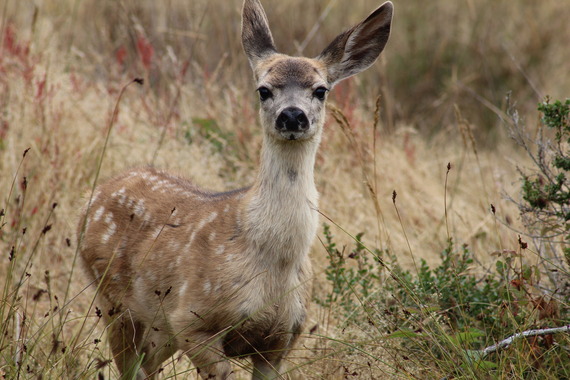 Point Lobos SNR (Fawn)