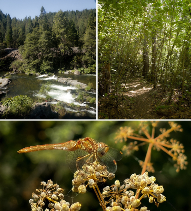 Castle Crags Collage