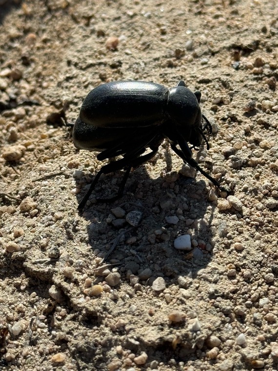 Hungry Valley SVRA (Stink bug)