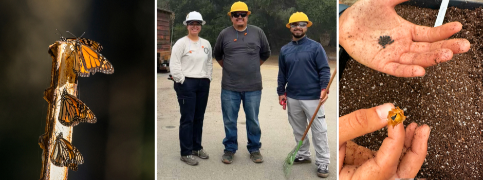 Monarch-native plants collage