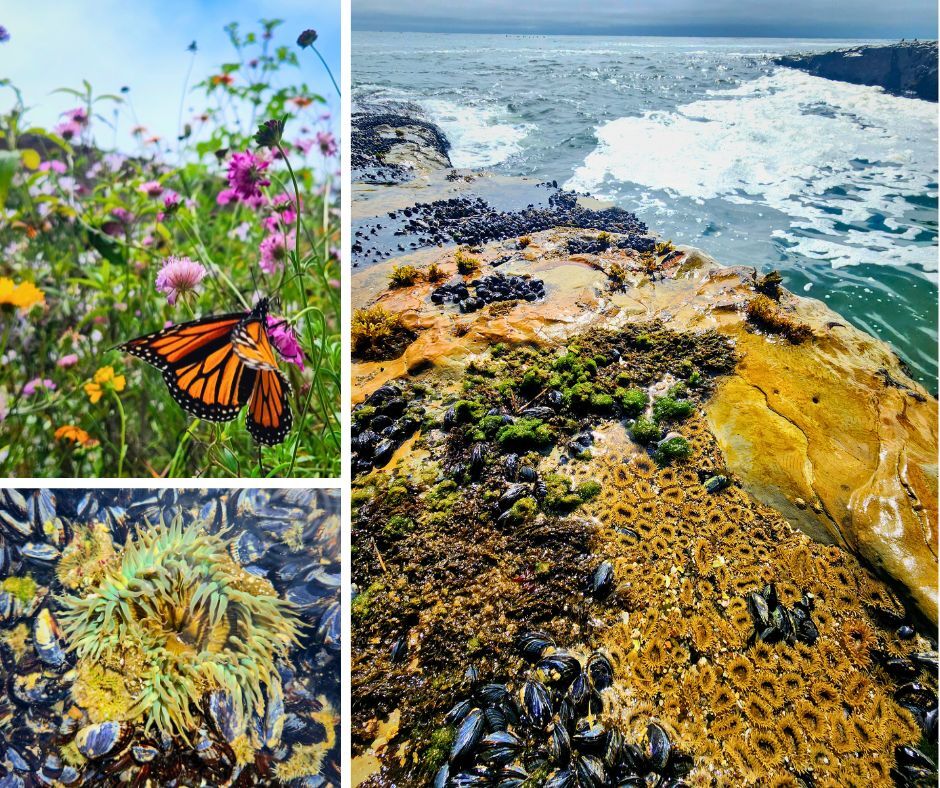 Tidepool collage