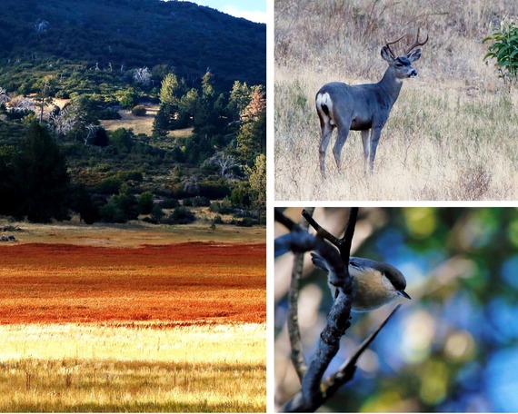 Cuyamaca Rancho State Park marsh knotwood mule deer pygmy nuthatch collage