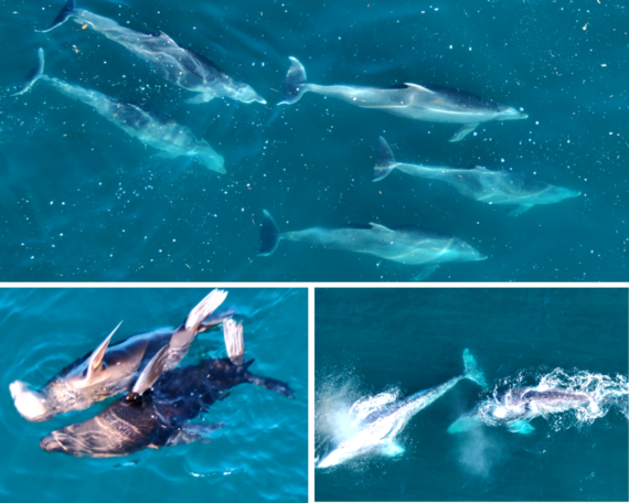 Point Dume State Beach dolphin pod gray whales sealions