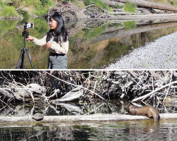 Humboldt Redwoods State Park Watershed Otter Turtle PORTS program