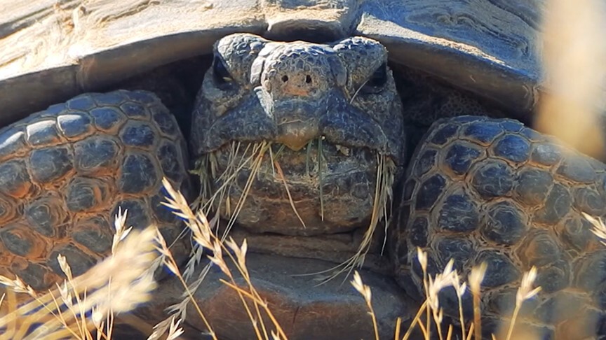 Providence Mountains State Recreation Area desert tortoise public service announcement 