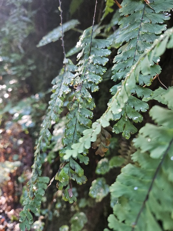Prairie Creek Redwoods State Park fern canyon