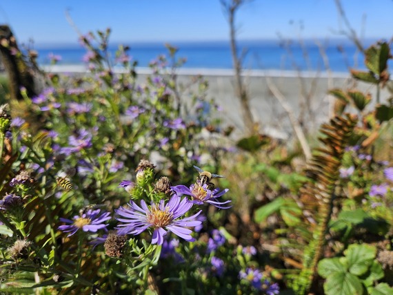 Prairie Creek Redwoods State Park Carruther's Cove Bees